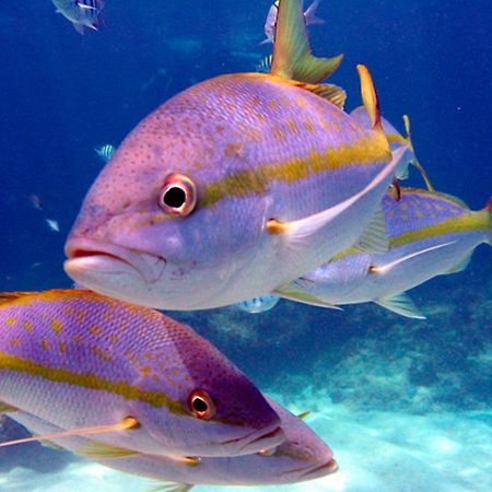 Готель Corales Punta Rusia Пунта Русія Екстер'єр фото